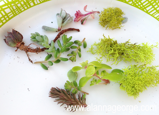 How To | Mother’s Day Recycled Windowsill Mini-Planter